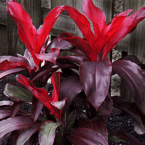 Dracaena Mysore Ruby, Dracaena Baby Doll - Plant