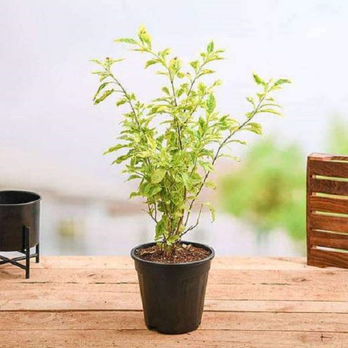 Duranta Golden hedge - Plant