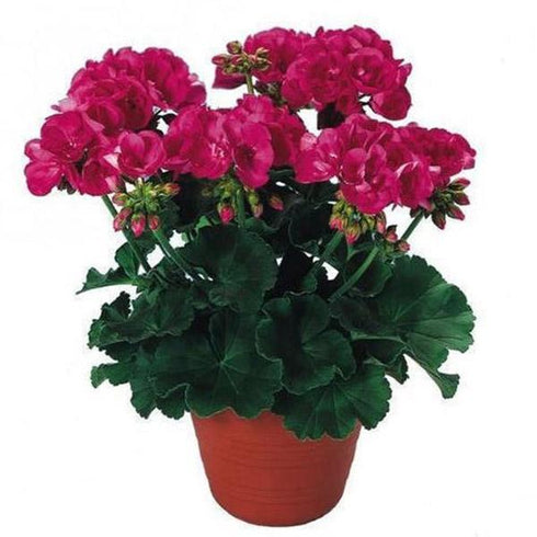 Geranium Ivy, Geranium Creeper (Multicolor) - Plant