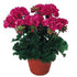 Geranium Ivy, Geranium Creeper (Multicolor) - Plant