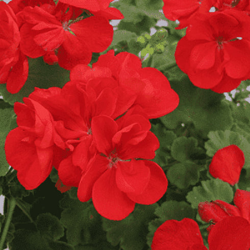 Geranium Ivy, Geranium Creeper (Multicolor) - Plant