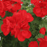 Geranium Ivy, Geranium Creeper (Multicolor) - Plant