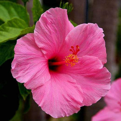 Hibiscus, Gudhal Flower Plant