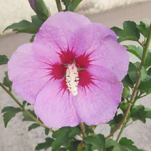 Hibiscus, Gudhal Flower Plant