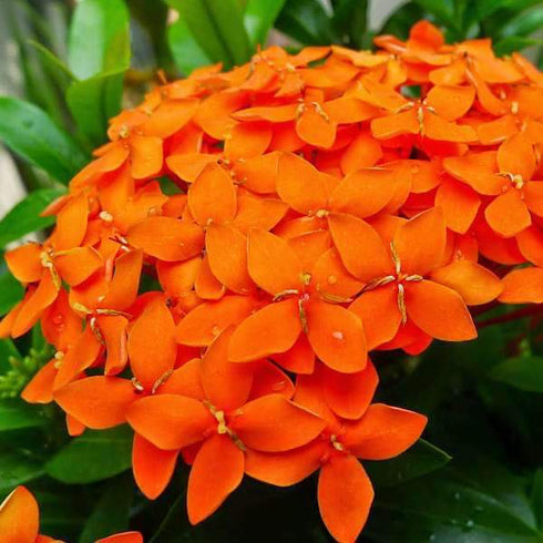 Ixora Long (Singapore Hybrid Ixora) - Plant