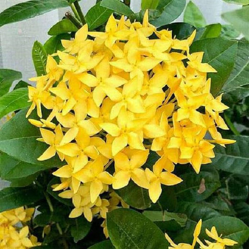 Ixora Long (Singapore Hybrid Ixora) - Plant