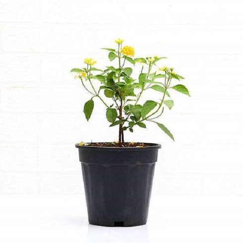 Lantana camara (Yellow) - Plant