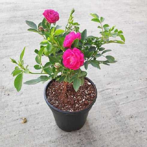 Miniature Rose, Button Rose (Multiple) - Plant