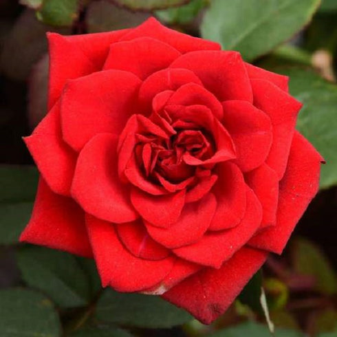 Rose (Red) - Plant