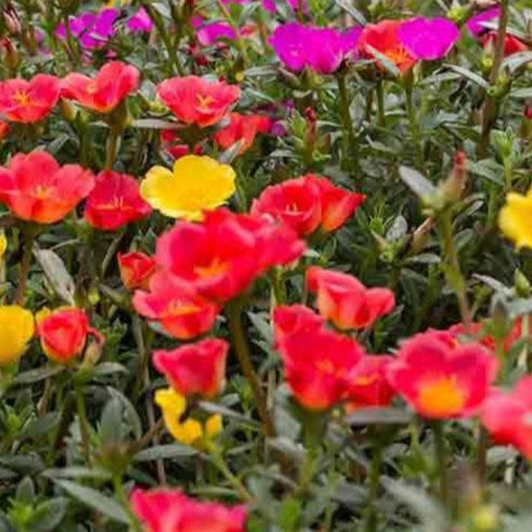 Portulaca 'Garden Splendour' (Double) Mixed - OP Flower Seeds
