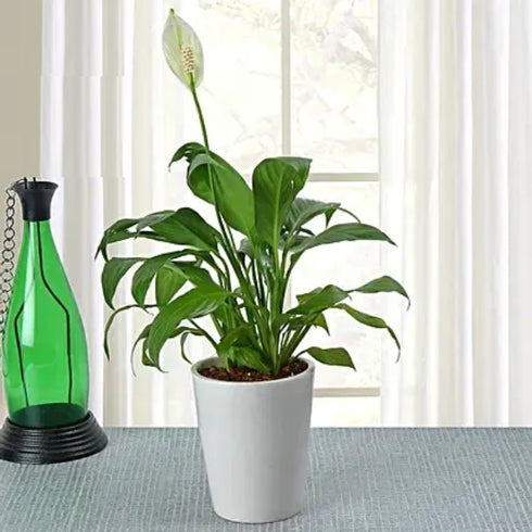 Peace Lily (Spathiphyllum) - Plants