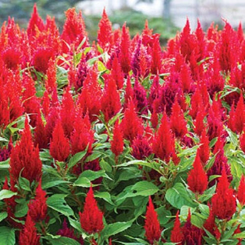 Celosia plumosa Red - Desi Flower Seeds