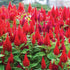 Celosia plumosa Red - Desi Flower Seeds