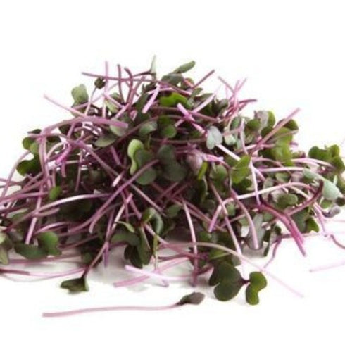 Red Cabbage - OP Microgreen Seeds