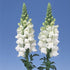 Antirrhinum, Snapdragon - Plant