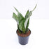 Snake Plant, Sansevieria trifasciata plant