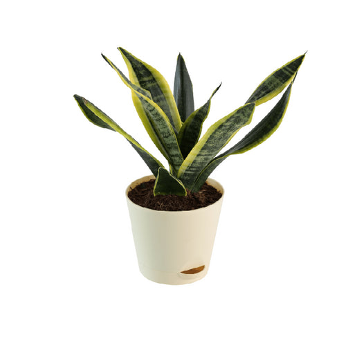 Sansevieria Futura Superba Snake Plant