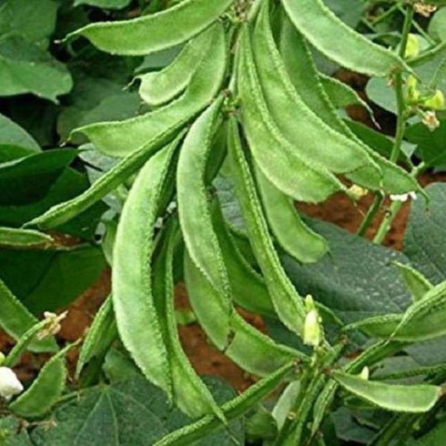 Sem Phali, Lima Beans - desi vegetable seeds