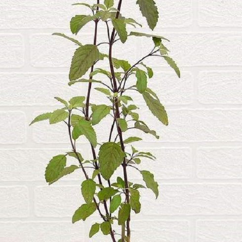 Krishna Tulsi Plant (Shyam Tulsi)