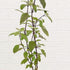 Krishna Tulsi Plant (Shyam Tulsi)