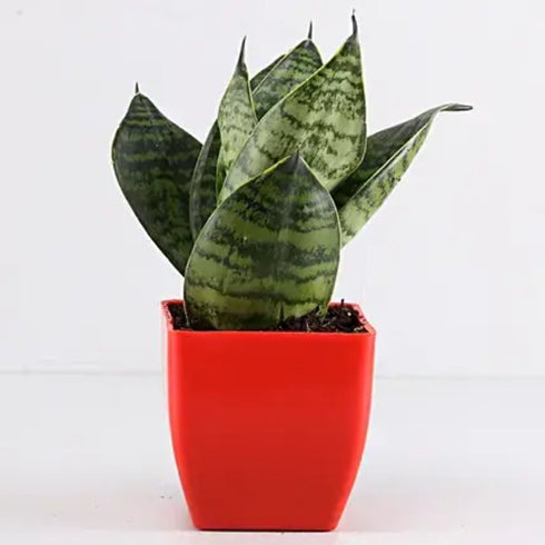 Snake Plant, Sansevieria trifasciata plant