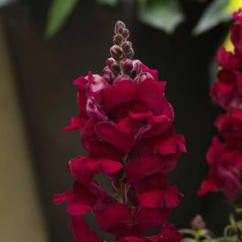 Antirrhinum, Snapdragon - Plant