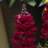Antirrhinum, Snapdragon - Plant