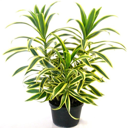 Song Of India Plant - Dracaena reflexa