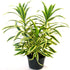 Song Of India Plant - Dracaena reflexa
