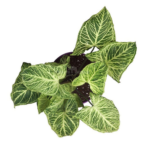 Syngonium Variegated - Plant