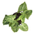 Syngonium Variegated - Plant