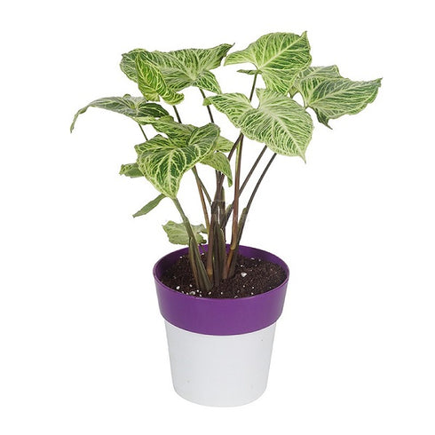 Syngonium Variegated - Plant