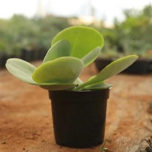 Kalanchoe Flapjack, Poplet – Succulent Plant