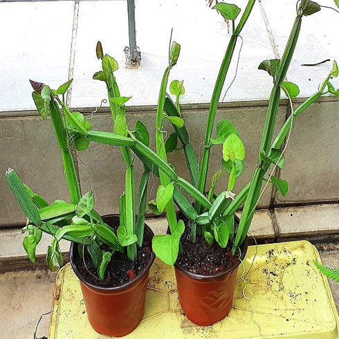 Hadjod Plant (<em>Cissus Quadrangularis</em>)