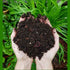 Vermicompost for All Kinds of Plants Complete Food for The Soil