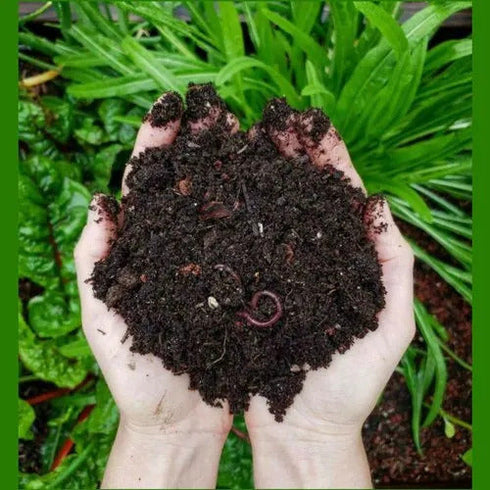 Vermicompost for All Kinds of Plants Complete Food for The Soil - 2KG