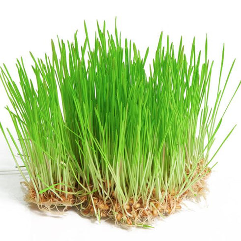 Wheatgrass - OP Microgreen Seeds