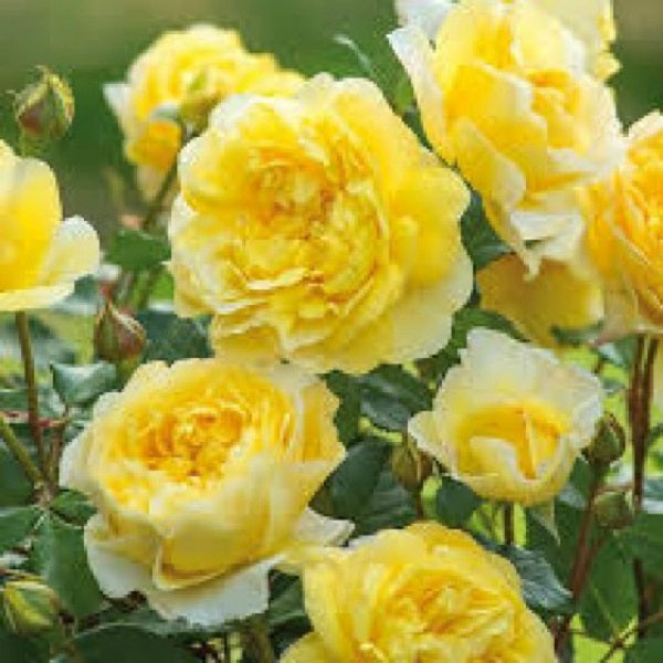 Buy Rose Miniature Yellow - Button Rose, Button Gulab – DECOREEN