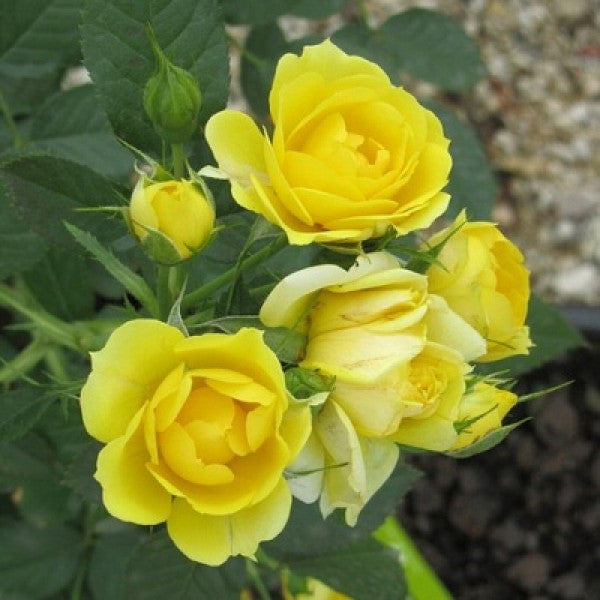 Buy Rose Miniature Yellow - Button Rose, Button Gulab – DECOREEN