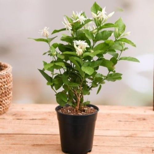 mogra plant in pot Mogra, Arabian Jasmine - Jasminum sambac